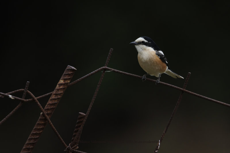Masked Shrike - Lanius nubicus