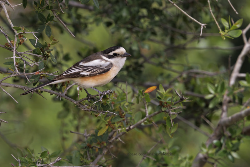 Masked Shrike - Lanius nubicus