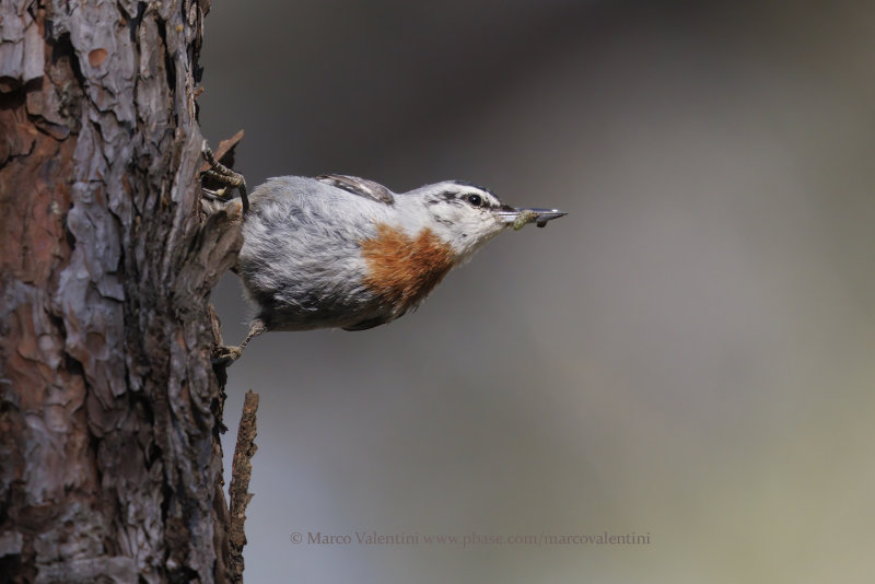 Krüper's Nuthatch - Sitta kruperi