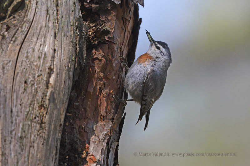 Krüper's Nuthatch - Sitta kruperi