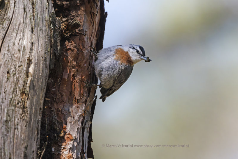 Krüper's Nuthatch - Sitta kruperi