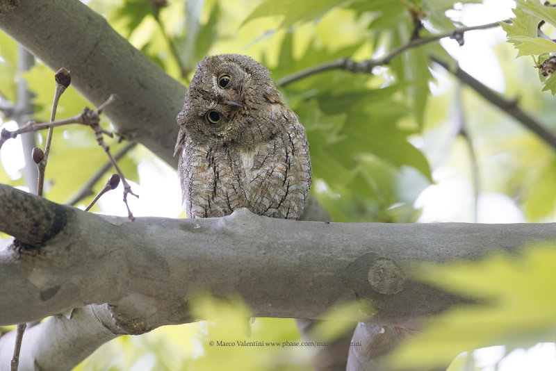 Eurasian Scops-owl - Otus scops