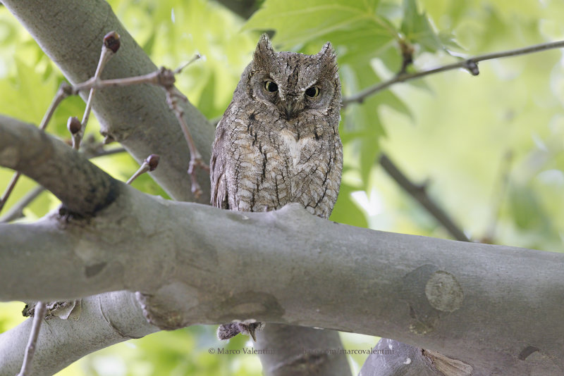 Eurasian Scops-owl - Otus scops