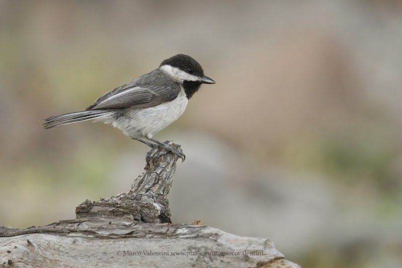 Sombre tit - Parus lugubris