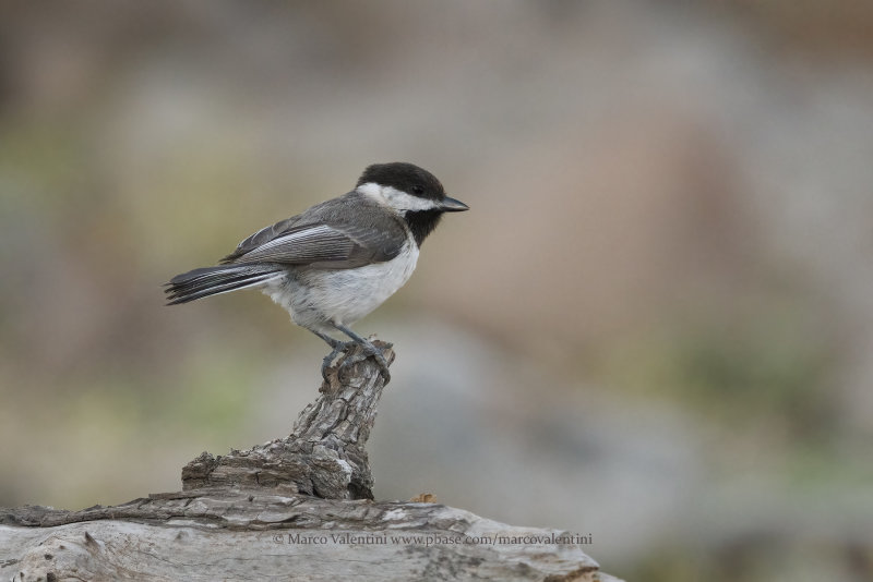 Sombre tit - Parus lugubris