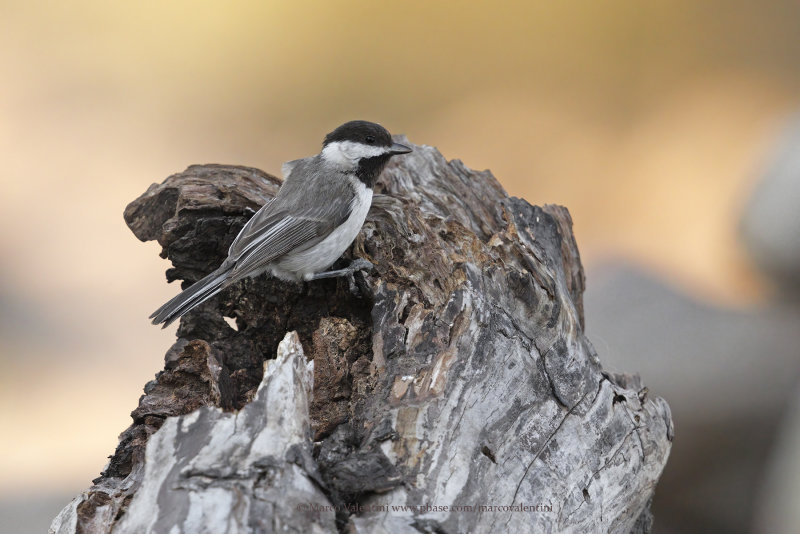 Sombre tit - Parus lugubris