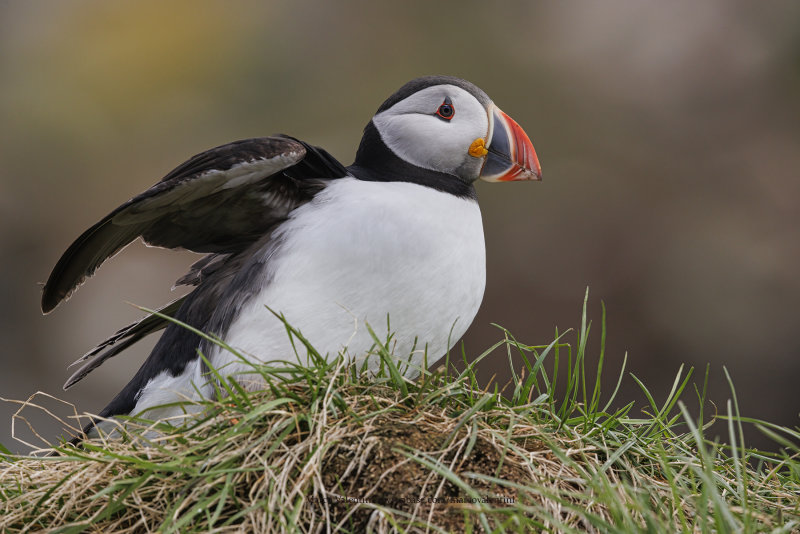 finnmark_2022_birds