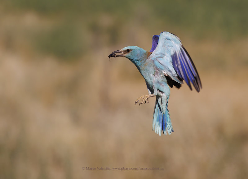 European roller - Coracias garrulus