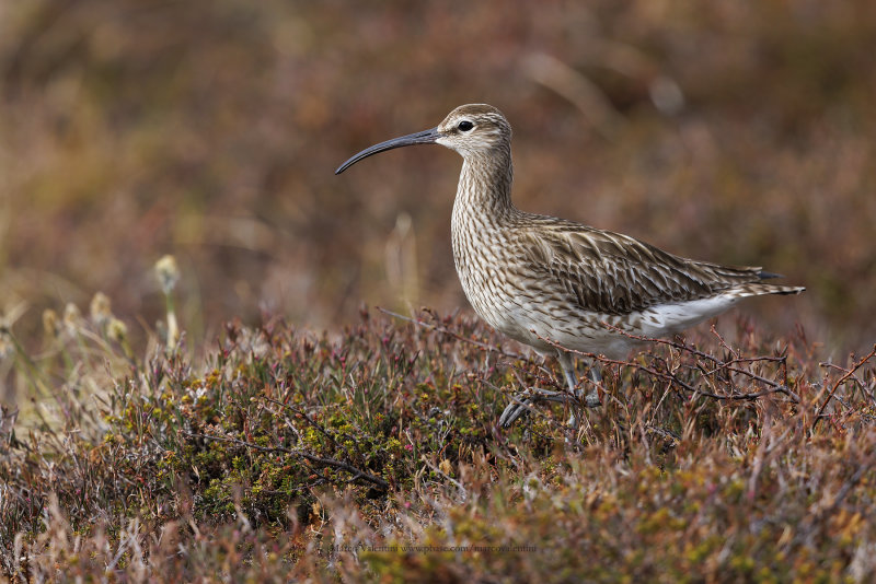 Whimbrel - Numenius phaeopus
