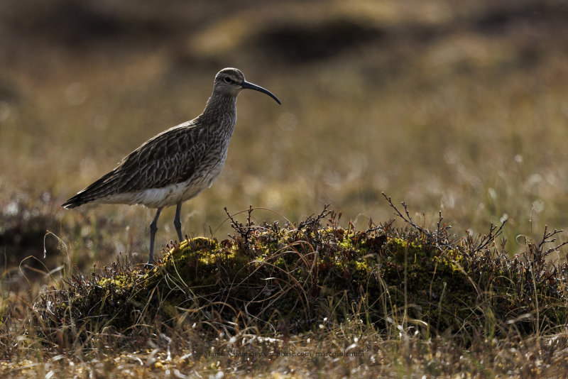 Whimbrel - Numenius phaeopus