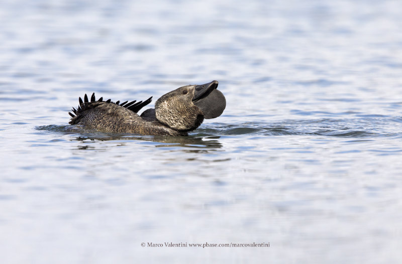 Musk duck - Biziura lobata