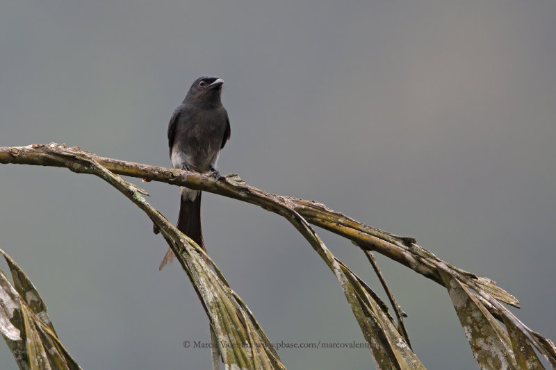 White-bellied Drongo - Dicrurus caerulescens