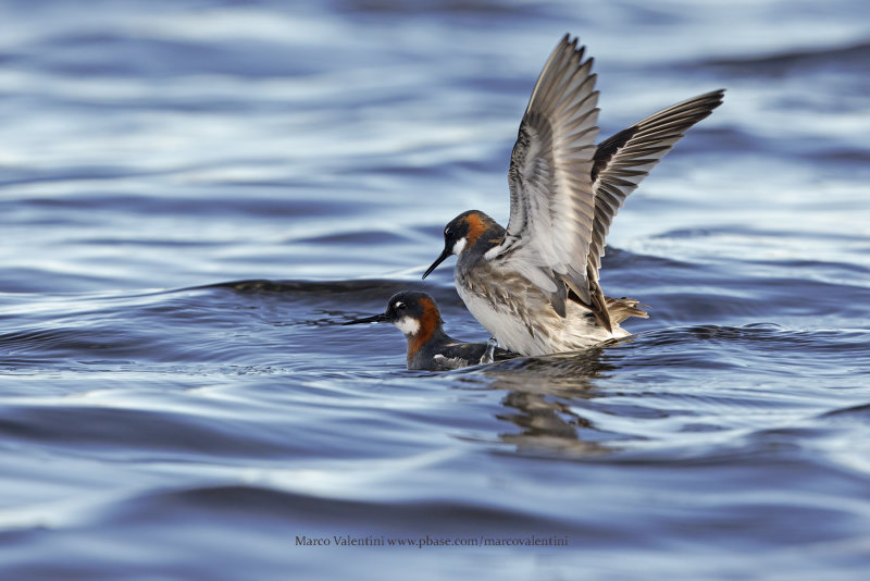 Red-necked Phalarope - Phalaropus lobatus