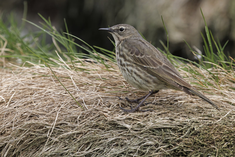 Rock Pipit - Anthus petrosus