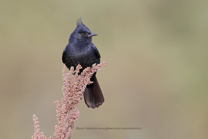 Crested Black Tyrant - Knipolegus lophotes