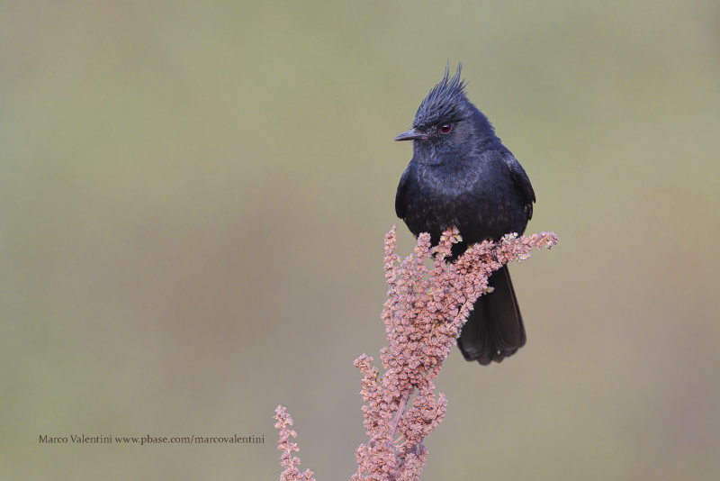Crested Black Tyrant - Knipolegus lophotes
