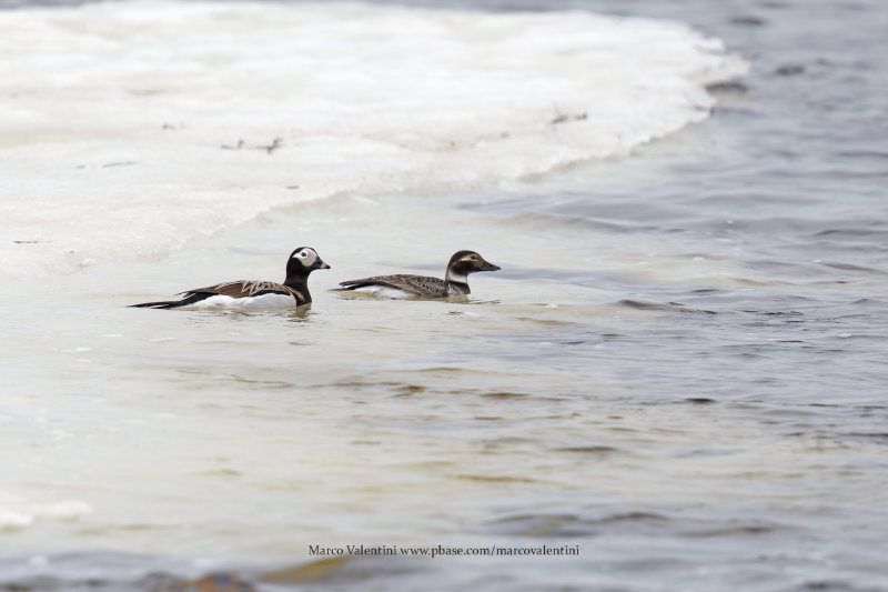 Long-tailed duck - Clangula hyemalis