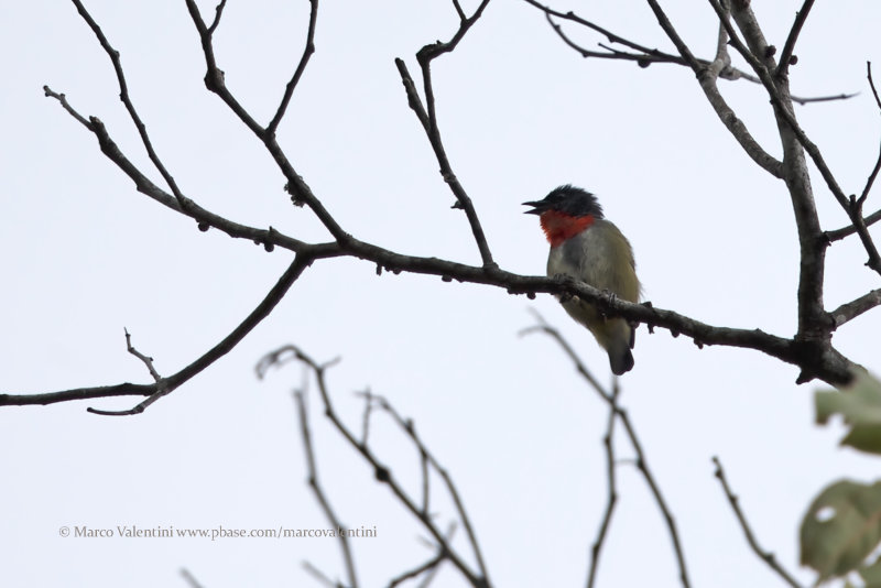 Black-sided Flowerpecker - Dicaeum monticolum