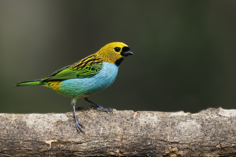 Gilt-edged Tanager - Tangara cyanoventris