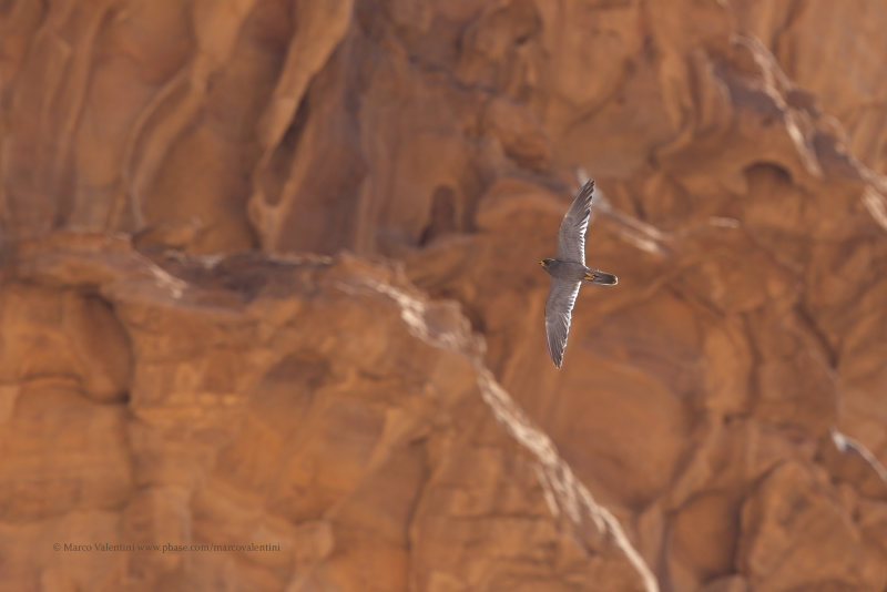Sooty Falcon - Falco concolor