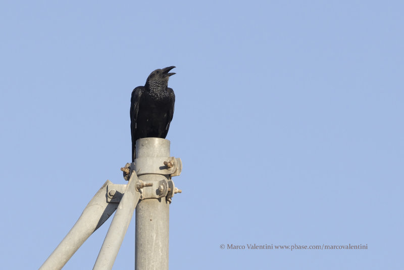 Fan-tailed raven - Corvus riphidurus