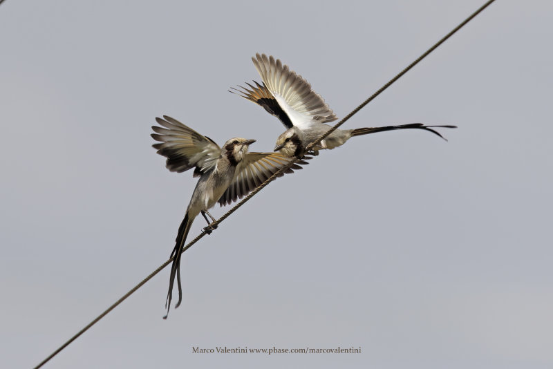 Streamer-tailed Tyrant - Gubernetes yetapa