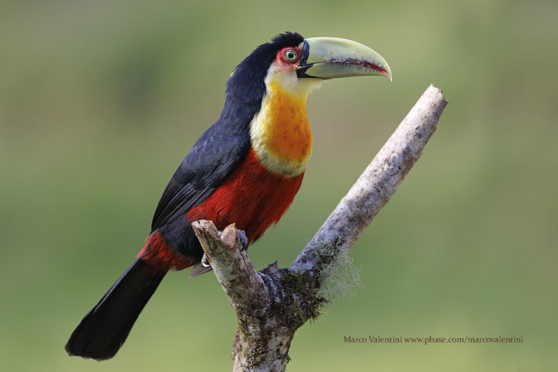 Green-billed Toucan - Ramphastos dicolorus