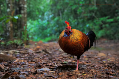 Sri Lanka Junglefowl - Gallus lafayetti