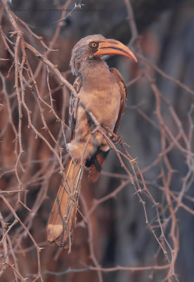 Bradfield's Hornbill - Tockus bradfieldi