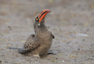 Bradfield's Hornbill - Tockus bradfieldi