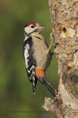 Great spotted Woodpecker - Dendrocopus major