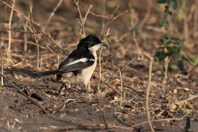 Tropical Boubou - Laniarius major