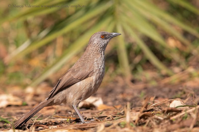 Arrow-marked babbler - Turdoides jardinei