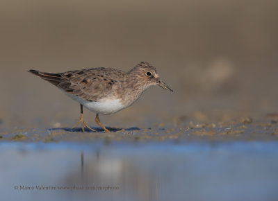 Temminck's stint - Calidris temminkii