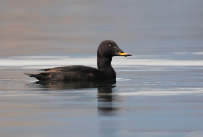 Velvet Scoter - Melanitta fusca