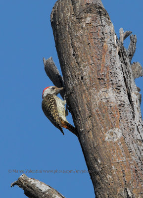 Golden-tailed Woodpecker - Campethera abingoni