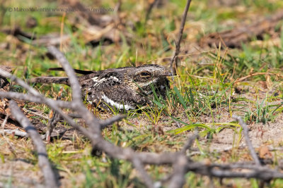 Square-tailed Nightjar - Caprimulgus fossii