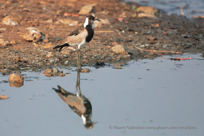 Blacksmith Plover - Vanellus armatus