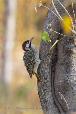 Bennet's Woodpecker - Campethera bennetti