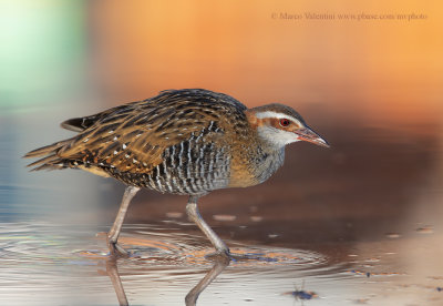 Buff-banded Rail - Gallirallus philippensis