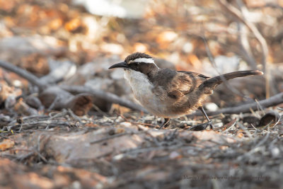 White-browed babbler - Pomatostomus superciliosus