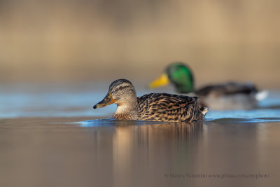 Mallard - Anas plathyrynchos