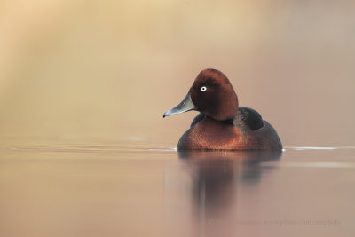 Ferruginous Duck - Aythya nyroca