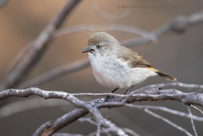 Chestnut-rumped Thornbill - Acanthiza uropygialis