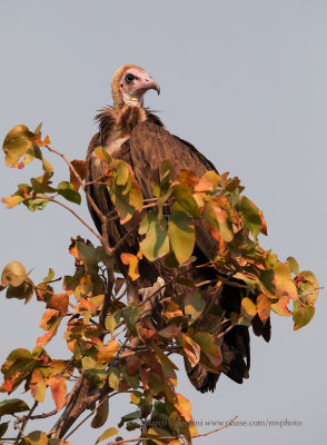 Hooded Vulture - Necrosyrtes monachus