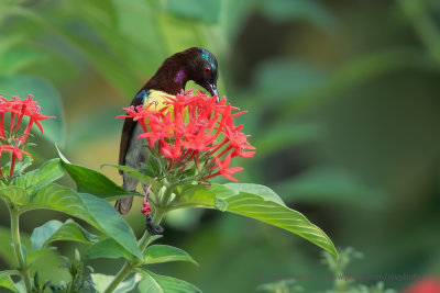 Purple-rumped Sunbird - Leptocoma zeylanica