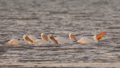 American White Pelican - Pelecanus erythrorhyncos