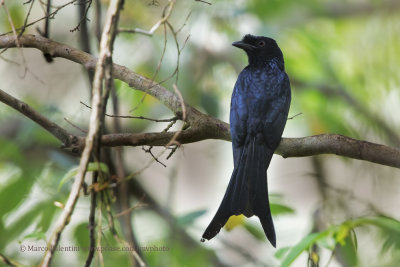 Sri Lanka Drongo - Dicrurus lophorinus