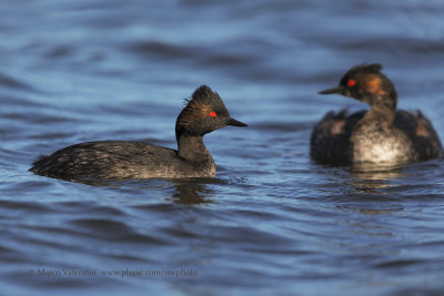 Black-necked greebe - Podiceps nigricollis