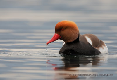 Red-crested Pochard - Netta rufina